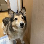 ピーチ