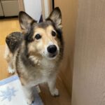 ピーチ