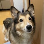 ピーチ